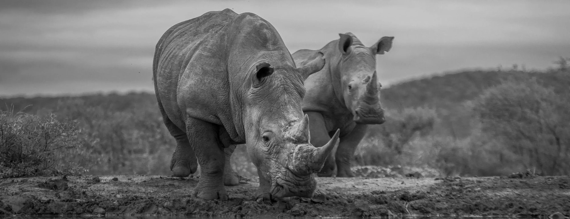 QorusDocs supports Project Rhino